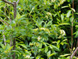 Cornus alba | Cornouiller blanc à floraison printanière blanc crème et grappes de baies blanc pur au bout de rameaux au feuillage oval et fortement nervuré