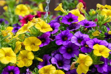 Canvas Print - colorful spring flowers in hanging basket