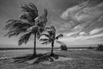 black and white panorama seascape shot of two palm trees in wind, a grass beach, the ocean on the background and a dark sky with beautifully patterned white clouds. Punta Cana, Dominican Republic