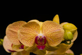 Fototapeta Storczyk - Phalaenopsis Chian Xen Queen. Phalaenopsis abbreviated Phal. is an orchid hybrid between Phal. Chia Lin x Phal. Mount Beauty.