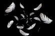 Group of a white bird feathers floating in the dark. feather abstract background.