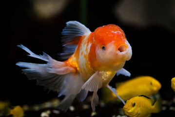 Wall Mural - Oranda goldfish over dark background. this goldfish is characterized by predominant bubble-like 