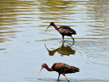The Glossy Ibis