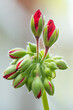 Macro of Red Geranium Buds