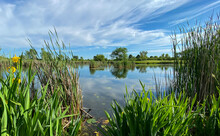 Marsh Pond Reeds Lilypad Blue Sky White Clouds