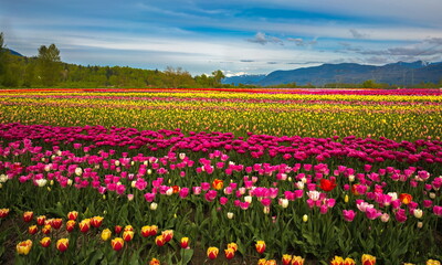 Tulip Festival at the background of skyline and mountain landscape , field of flowers - Popular opportunity is providing in April and May, close to Abbotsford City, British Columbia, Canada