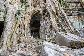 Wall Mural - Ruins Ta Prohm temple and Banyan Tree Roots, Angkor Wat complex, Siem Reap, Cambodia.