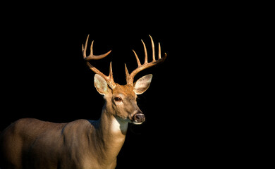 Poster - Low key image of Large white-tailed deer buck