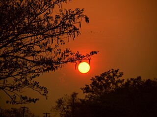 Beautiful sunset hanging below the tree branches