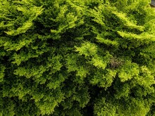 Background Of Green Moss. Bird Eye View,Big Tree Ivory Coast Almond, Black Afara For Backgrounders.
