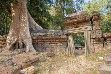 Wall Mural - Ruins Ta Prohm temple and Banyan Tree Roots, Angkor Wat complex, Siem Reap, Cambodia.