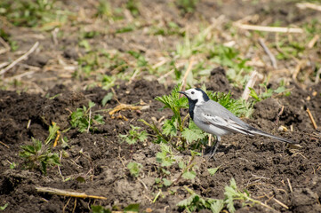 Wagtail bird on the ground close up