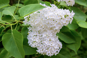 White lilac with green fresh foliage blooms in spring