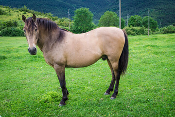 Wall Mural - portraits of spanish racehorses