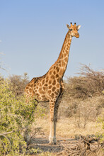 Namibian / Angolan Giraffe (Giraffa Camelopardalis Angolensis) At Sunrise In A Dry Environment Looks For Food In Etosha National Park, Namibia.