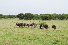 Flock Of Common Ostriches In The Serengeti, Tanzania