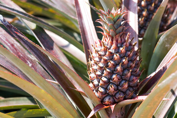 Pineapple soon to be harvest in the field, tropical fruit of Taiwan.