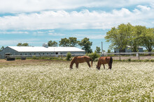 Wild Flower Field With Two Horses