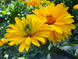 Żółte kwiaty w ogrodzie