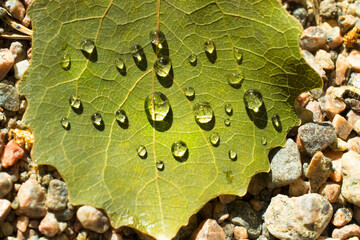 autumn macro shot wateron aspen leaves