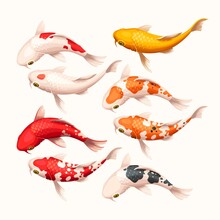 Vector Set Of High Detailed Koi Fish