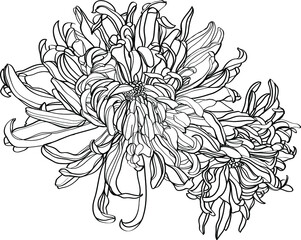 black and white line illustration flowers on a white background