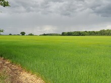 Bright Green Wheat Field With A Grey Sky In Peterborough, Cambridgeshire, UK