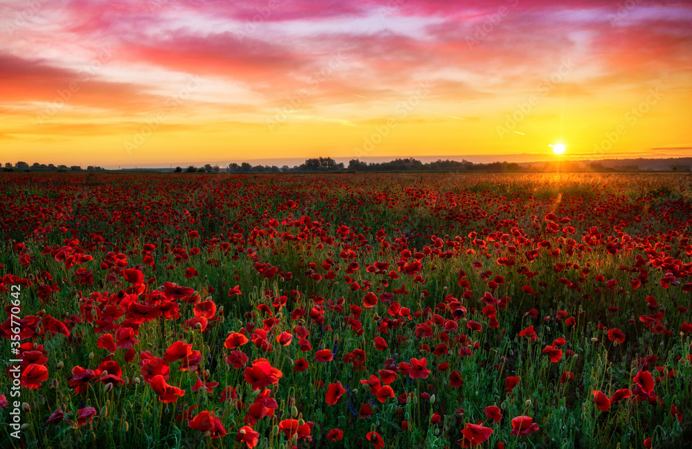 Beautiful poppy field during sunrise - obrazy, fototapety, plakaty 