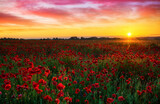 Fototapeta Krajobraz - Beautiful poppy field during sunrise