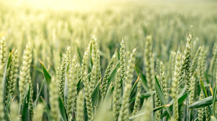 Fresh growing wheat on a farmland