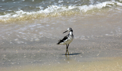 Common Greenshank bird by the seashore