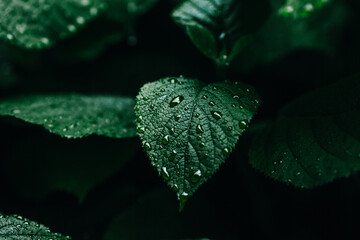 dark green leaves with dew for screensaver