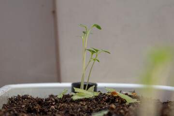 Lettuce sprouts on a plastic white pot a feel days after germination