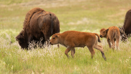 Wall Mural - A bison calf walks through green grass behind his mother and another calf in the background.