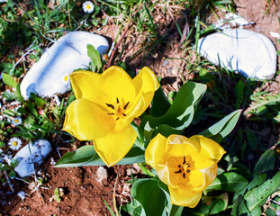 Two beautiful yellow garden tulips, opened their petals during a nice sunny spring day. A beautiful yellow tulips pictured in the garden during exceptionally spring warm day.