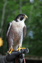 Young Peregrine Falcon (Falco Peregrinus Anatum)