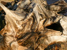Closeup Of Tree Rings In Driftwood