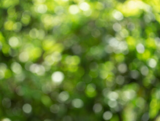 Green bokeh out of focus background from nature forest