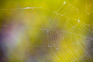 spider web