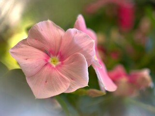 Closeup white -pink petals periwinkle (madagascar) flowers plants in garden with soft focus and blurred background ,sweet color for card design ,macro image ,wallpaper