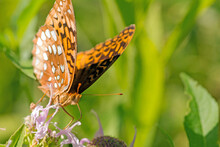 Great Spangled Fritillary Butterfly On Missouri Ironweed