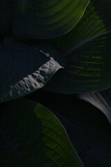 Wall Mural - Abstract leaves