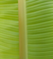 Banana tree with leaf green natural texters full freams backgraunds