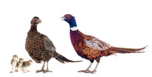 European Common Pheasants