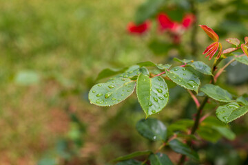 morning dew drops on the leaves with sunlight. 