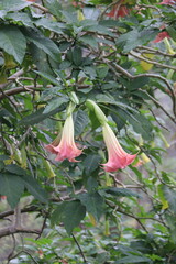 Sticker - Hibiscus à Cameron Highlands, Malaisie	