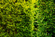Background pattern of green leaves made of Fukien tea hedge