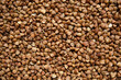buckwheat groats closeup. buckwheat background