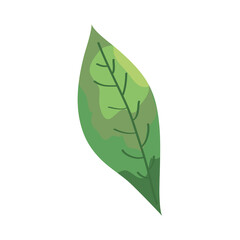 Poster - leaf plant ecology isolated icon