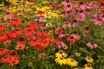 Wall Mural - Sydney Australia, garden bed of colorful flowering echinacea plants